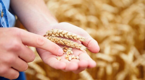 Graudu attīrīšana