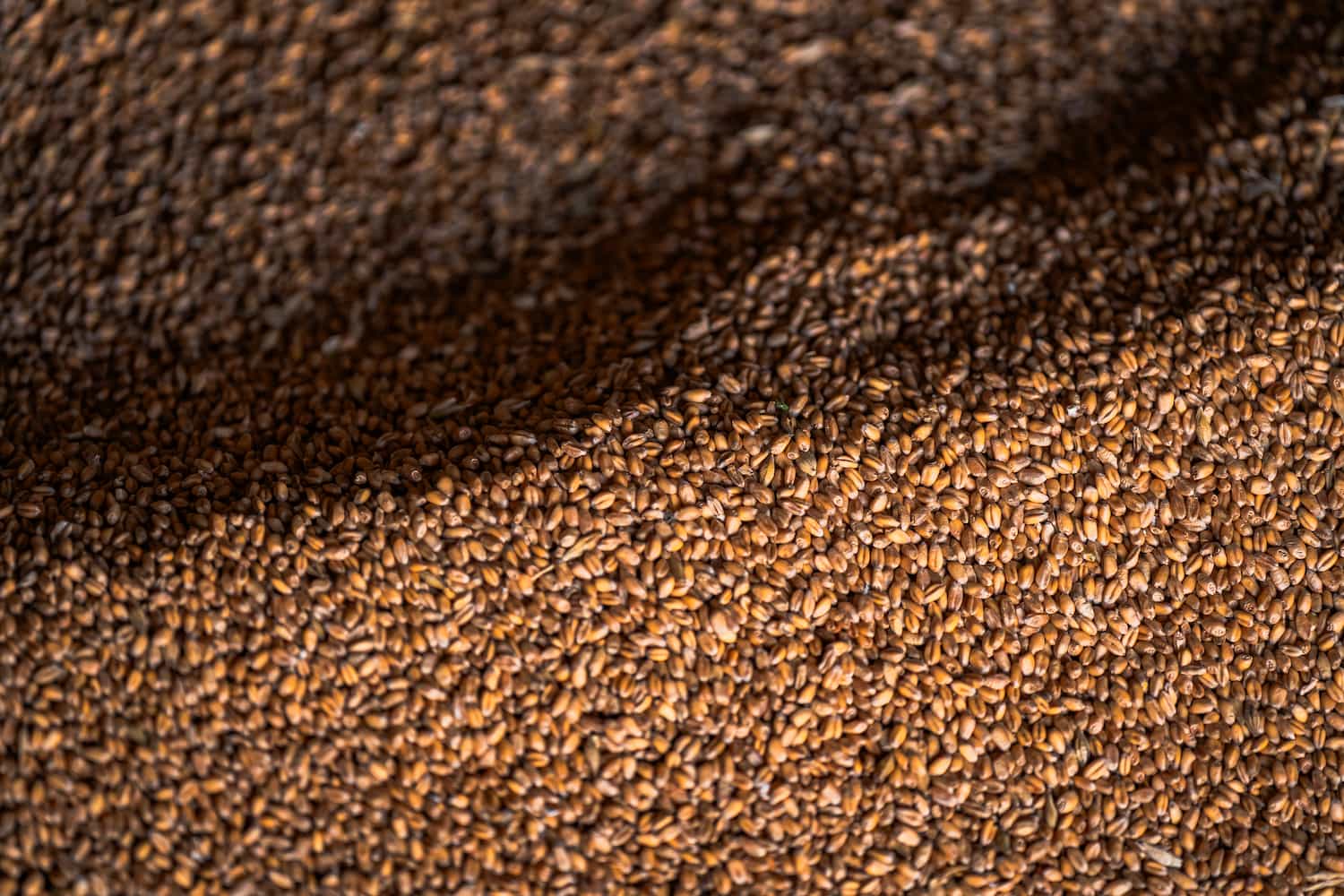 Kā Dorupe Agro pakalpojumi var noderēt zemnieku saimniecībām?